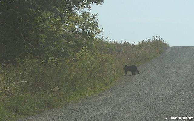 2009Sept_Rage_at_the_Gage001w.jpg -  Photo: (C)Thomas Raithby
